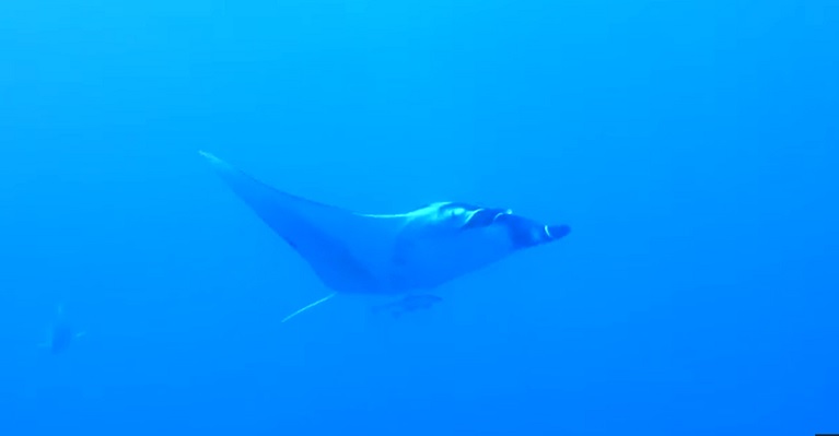 Huge Manta at Maksour 9th July 2015 